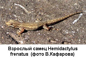 Взрослый самец Hemidactylus frenatus  (фото В.Кафарова) 600x400