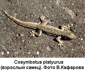 Взрослый самец Cosymbotus platyurus (фото В.Кафарова) 600x400