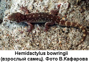 Взрослый самец Hemidactylus bowringii (фото В.Кафарова) 600x400