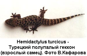 Взрослый самец Hemidactylus turcicus (фото В.Кафарова) 600x400